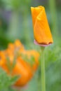 Bright orange California poppy Eschscholzia californica flower unfolding Royalty Free Stock Photo